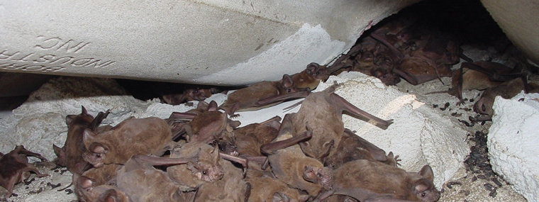 to Spot the of Bat Colony Infestation - FCAP