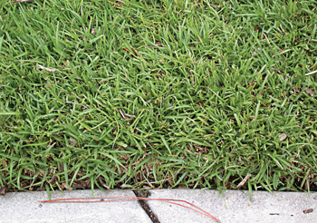 centipede-grass