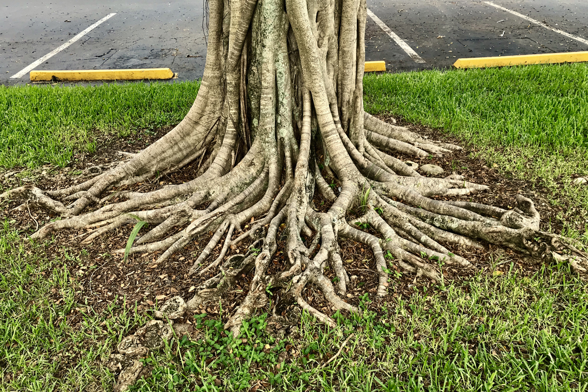 tree roots.